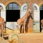 Attractions near London Zoo