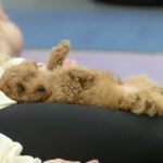 Best Puppy Yoga London