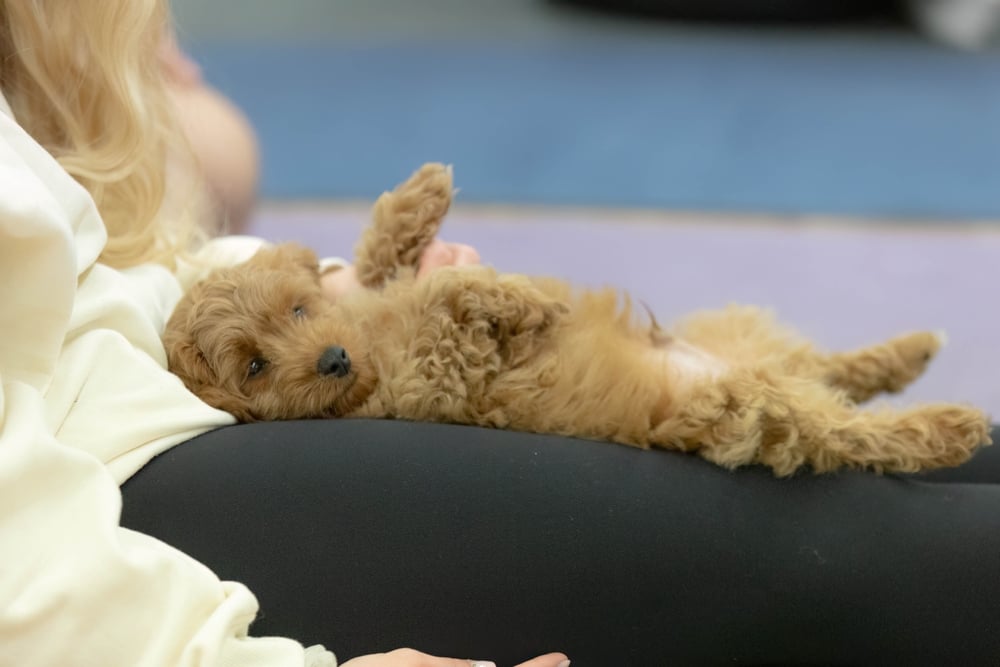 Best Puppy Yoga London